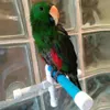 Andra fågelförsörjningar papegoja leksaker baddusch stående plattforms rack abborakar Pet Accessories225n