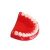 Charms 2pcs Funny Dentures Resin Tooth Pendants Exaggerated Molar Upper Jaw Model Shape Halloween Gifts Necklace Keychain Making