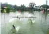 Balles géantes gonflables de 2 m Balles Zorb adultes enfants Balle de marche dans l'eau Balle de danse Balle de sport marche sur l'eau avec fermeture à glissière PVCflottant flotteur jouet