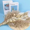 Decorative Objects Figurines Cream Small Pampas Grass Fluffy Room Phragmites Decoration Natural Bunny Tail Grass Dried Flowers Bouquet Boho Home Decor L230724