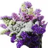 Fleurs décoratives en gros de haute qualité séchées conservées ne m'oubliez pas Voilet Myosotis pour la décoration intérieure