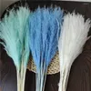 Fiori decorativi 18-20PCS / 55cm Reed Fiore essiccato Vera Pampas Erba Decor Decorazione domestica moderna Fondali per feste Forniture di nozze Eterno