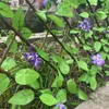 Fiori decorativi Recinzione espandibile Schermata per la privacy per balcone Patio Esterno Finta edera Pannello per recinzione Giardino Cortile Decorazione domestica