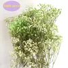 Dekoratif Çiçekler Fabrikası Doğal Gypsophila Doğrudan Satış Renkli Ölümsüz Buket Büyük Miktarlar Yüksek kaliteli 75g/lot ev dekor