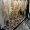 Decoratieve Bloemen 1-1.2m Natuurlijk Wit Pampas Gras Grote Grote Echte Gedroogde Boeket Kunstplanten Voor Bruiloft Thuis Woonkamer Decoratie