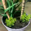 التماثيل الديكور التماثيل 26/37 سم النباتات النضرة الاصطناعية استوائية مزيفة dracaena شجرة bonsai mini agave بكيت على سطح المكتب على سطح المكتب ديكور الشرفة l230724