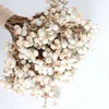 Fiori secchi 20 pezzi di batuffoli di cotone naturale Dired Flower Plants Dry Real White Fruit Bunch Fiori decorativi Fai da te Wedding Home Decoration R230725