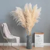 Torkade blommor 80 cm 120 cm fluffiga stora pampas gräsblomma naturliga vassar bröllop butik dekoration prydnad boho vintage heminredning bukett 230725