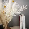 مجفف الزهور المجففة الحقيقية العشب الزفاف حفنة الطبيعية النباتات ديكور المنزل المجفف الزهور الاصطناعية phragmites زهرة الزينة R230725