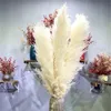 Torkade blommor 80 cm 120 cm fluffiga stora pampas gräsblomma naturliga vassar bröllop butik dekoration prydnad boho vintage heminredning bukett 230725