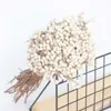 Fiori secchi 20 pezzi di batuffoli di cotone naturale Dired Flower Plants Dry Real White Fruit Bunch Fiori decorativi Fai da te Wedding Home Decoration R230725