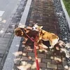 Двойная собачья поводка отражающая нейлоновая собака поводка повод