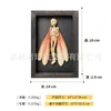 Decorative Objects Figurines Dark Horror Mummy Specimen P Gothic Home Decor Mummified Fairy Skeleton Statue Picture Frames Display Painting 230725