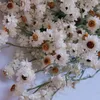 Fiori secchi Più di 60 capoliniBundle Real Natural White Cineraria Bouquet Bouquet di rose secche Decorazione per la casa 230725
