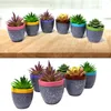 Decorative Flowers 6Pcs Miniature Bonsai Hand Painted Stable Base Mini Potted Plant Balcony Garden Succulent Ornament Home Decor