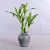 Faux kwiatowa zieleń 40 cm Rftificial Lucky Bamboo soczysty Fałszyciel Fałszywy kwiat Zielony ogród donited ogród na świeżym powietrzu Dekoracja domu 230725