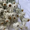 Fiori secchi Più di 60 capoliniBundle Real Natural White Cineraria Bouquet Bouquet di rose secche Decorazione per la casa 230725