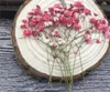 Dried Flowers 60pcs 510cm Pressed Absorbed Gypsophila Plant Herbarium For Jewelry Po Frame Phone Case Bookmark Craft DIY 230725