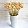 Flores secas 60 pçs Real Natural Floral Coelho Rabo de Coelho Grama Buquê Misto Colorido Lagurus Ovatus para Po Props Decoração 230725