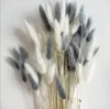 Dried Flowers 50Pcs Mix Lagurus Bunny Tails Pampas Grass Decor Home Cake Rabbit Bouquet for Boho Table Decoration 230725