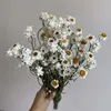 Fiori secchi Più di 60 capoliniBundle Real Natural White Cineraria Bouquet Bouquet di rose secche Decorazione per la casa 230725