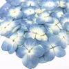 Decorative Flowers Wreaths 60pcs Pressed Dried Absorbed Dyed Hydrangea Macrophylla Flower Plants Herbarium For Jewelry Phone Case Bookmark PostcardDIY 230726