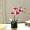 Декоративные цветы цементный горшок пять цветочных фильмов Phalaenopsis bonsai Творческий крытый