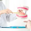 Autre hygiène bucco-dentaire Grand modèle de dents anatomiques 6 fois Modèles de dents d'hygiène dentaire Dentiste enseignant le modèle de soins bucco-dentaires avec langue détachable 230728