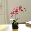 Декоративные цветы цементный горшок пять цветочных фильмов Phalaenopsis bonsai Творческий крытый