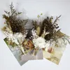 Kwiaty dekoracyjne 10pcs Fabryka Dostosuj naturalny pampas trawa mini suszony bukiet kwiatowy do boho wystroju ślubnego rustykalny dom wiejski
