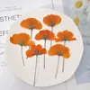 Fleurs décoratives Cosmos avec branche sac de fleurs séchées pour bricolage à la main Po cadre décoration matériel 1000 pièces