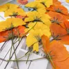 Fleurs décoratives Cosmos avec branche sac de fleurs séchées pour bricolage à la main Po cadre décoration matériel 1000 pièces