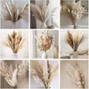 Kwiaty dekoracyjne 79pcs naturalny wysuszony puszysty puszysty pampas trawiaste zestaw bukiet boho boho home dekoracje pompatyczne duże trzcinę pszenicy ogonowej