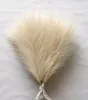 Decorative Flowers Faux Pampas Grass Beige 10PCS Small Artificial Pompas Decor For Vase Fake Fluffy Floral Home Wedding Boho