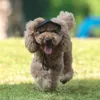 Hundkläder bra husdjur baseball mössa iögonfallande huvudbonad justerbar sommar utomhus toppade hattdekor block uv