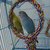 Autres fournitures pour oiseaux jouets perroquet anneau unique corde balançoire coloré coton perche jouet à mâcher pour perroquets perruche perruche 230729