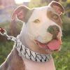 Strong Metal Dog Chain Collars Stainless Steel Pet Training Choke For Large Dogs Pitbull Bulldog Silver Gold Show