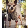 Hundkläder Dog Apparel Outdoor Pet Classic Pattern Fashion Justerbara sele Coat Cute Teddy Hoodies Passar Liten krage Accessor Dr Dhbit