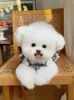 Vêtements pour chiens Petit costume Robe Chihuahua Yorkshire Terrier Poméranie Shih Tzu Caniche maltais Bichon Frise Vêtements pour animaux de compagnie Jupe