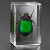 Estatuetas decorativas resina cubóide coleção de espécimes de insetos ensino arte apreciação mesa decoração real selado modelo tridimensional