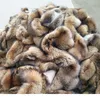 Scarves 100%Real Raccoon Fur Collar Womens Natural Fur Gray Collar Shawl Raccoon collar Fur Scraves Detachable 231101