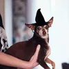Odzież dla psów 2 szt. Zwierzęta halloween dekoracje dekorator kostium pudle poliester bal