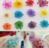 Gota 12pcsBag flor seca Nail Art flores secas reales pegatina para decoración de uñas 3D DIY decoraciones consejos para arte de uñas diferentes Colo9512041