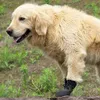 Sapatos de proteção para animais de estimação, 4 peças, botas para cães, antiderrapante, útil, acabamento requintado, adequado para a pele, sapatos esportivos, bota para cachorro 231101