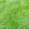 Kwiaty dekoracyjne symulowane zielona roślina wypoczynek Dekoracja trawnika sztuczna zewnętrzna sztuczna murawa ochrona środowiska bezwonna nordycka trawa