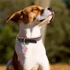 Hondenkragen ontleende gepersonaliseerde kattenlabels gegraveerde puppy huisdier bij naam kraag tag hanger accessoires poot glitter 230403