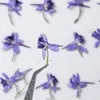 Dekorative Blumen 60pcs gepresste getrocknete Blumenblumen -Delphinium grandiflorum l Herbarium Epoxidharz Schmuck PO Rahmen Telefon Hülle Lesezeichen