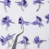 Decorative Flowers 60pcs Pressed Dried Flower Delphinium Grandiflorum L Herbarium Epoxy Resin Jewelry Po Frame Phone Case Bookmark Making