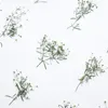 Decorative Flowers 6-8cm/12PCS Pressed Gypsy Babysbreath With Branches Real Flower DIY Mobile Case Bookmark Festival Gift Cards Flores