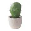 Decorative Flowers Plant Model Fashion Desktop Cactus Figure Display Mold Fine Craftsmanship Ornament